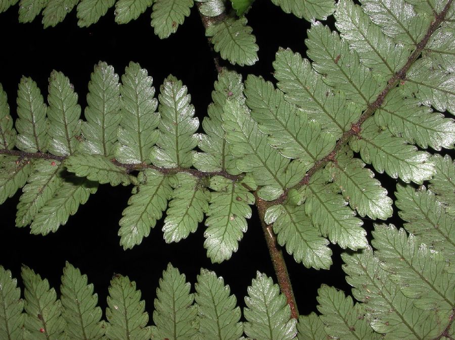 Dryopteridaceae Polybotrya alfredii