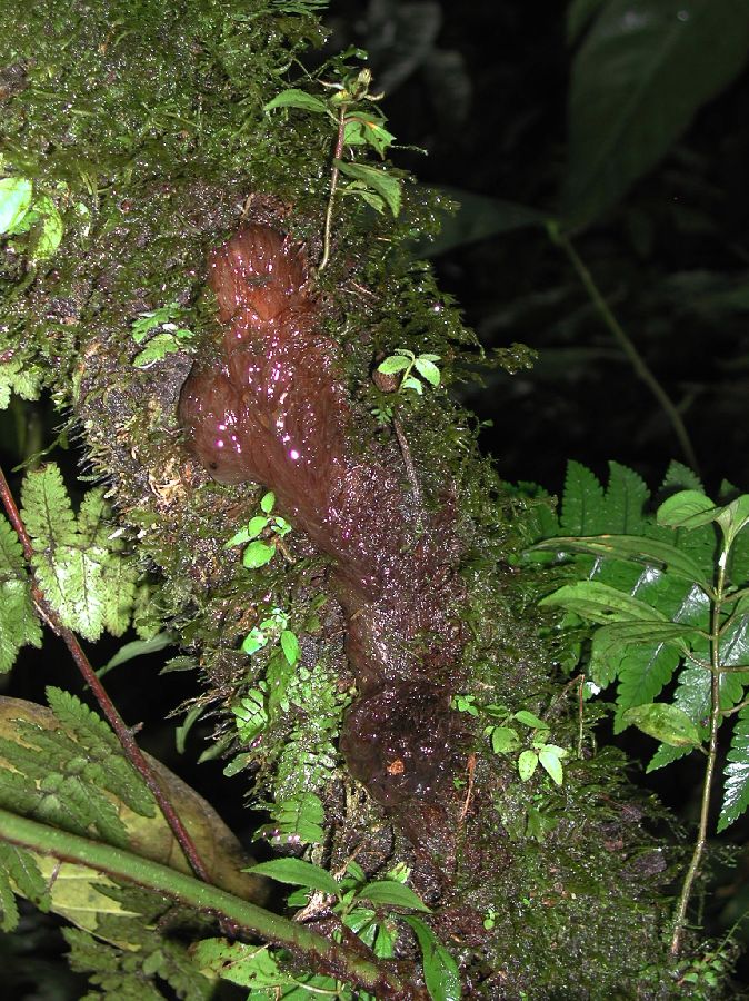 Dryopteridaceae Polybotrya alfredii