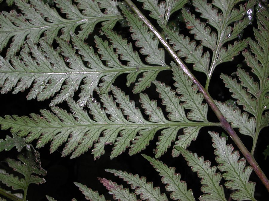 Saccolomataceae Saccoloma nigrescens