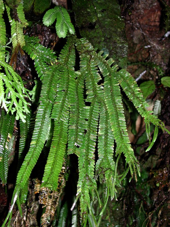 Selaginellaceae Selaginella bombycina, vel aff.