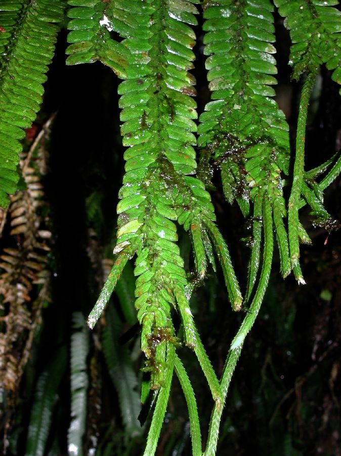 Selaginellaceae Selaginella bombycina, vel aff.