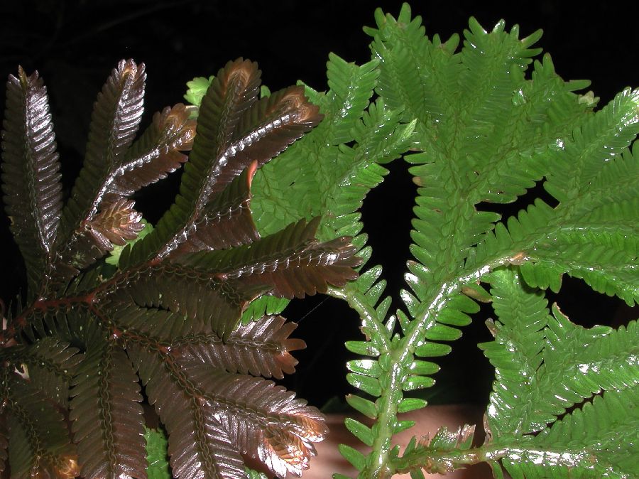 Selaginellaceae Selaginella 