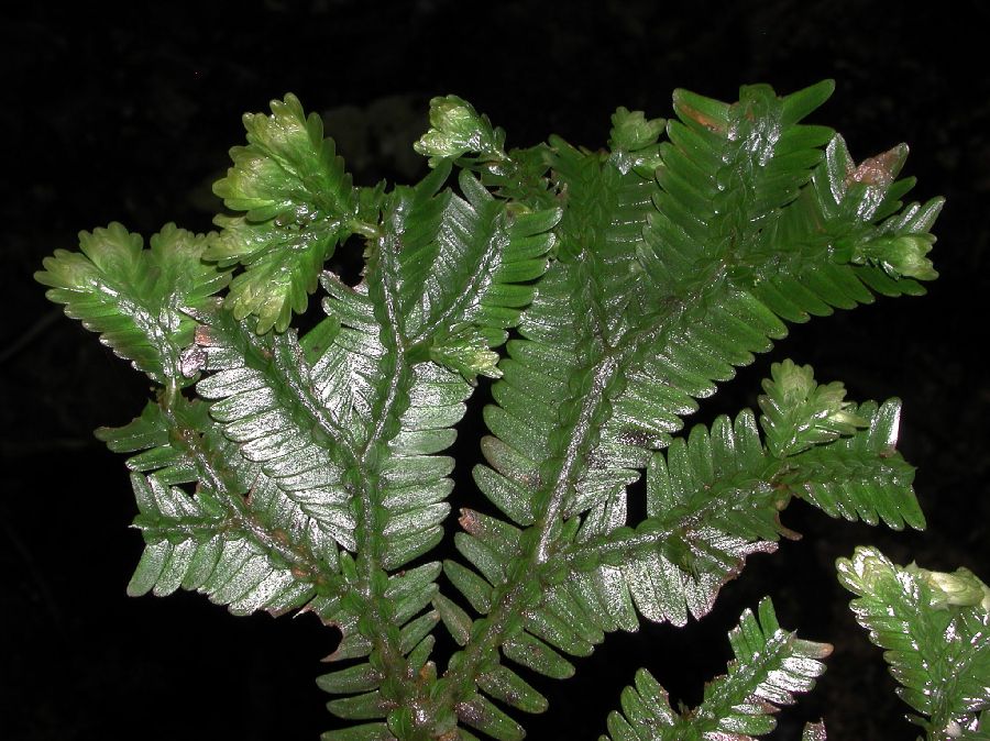 Selaginellaceae Selaginella 