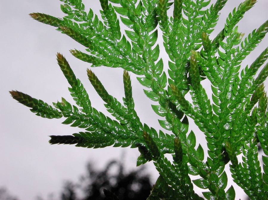Selaginellaceae Selaginella 