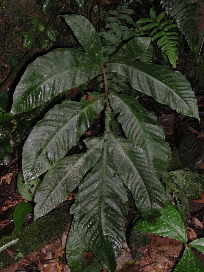 Tectariaceae Draconopteris draconoptera