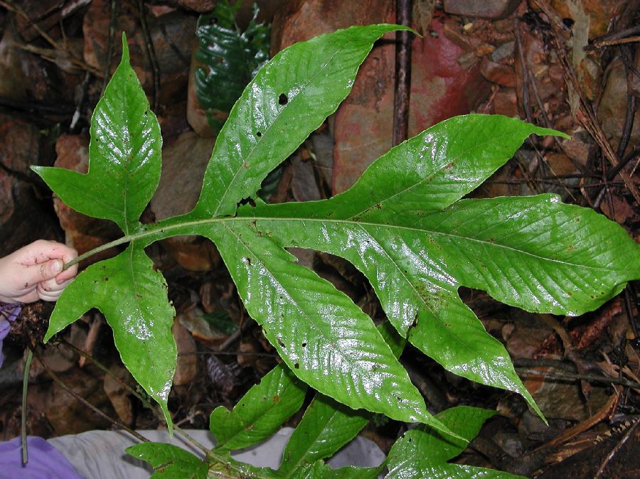 Tectariaceae Draconopteris draconoptera