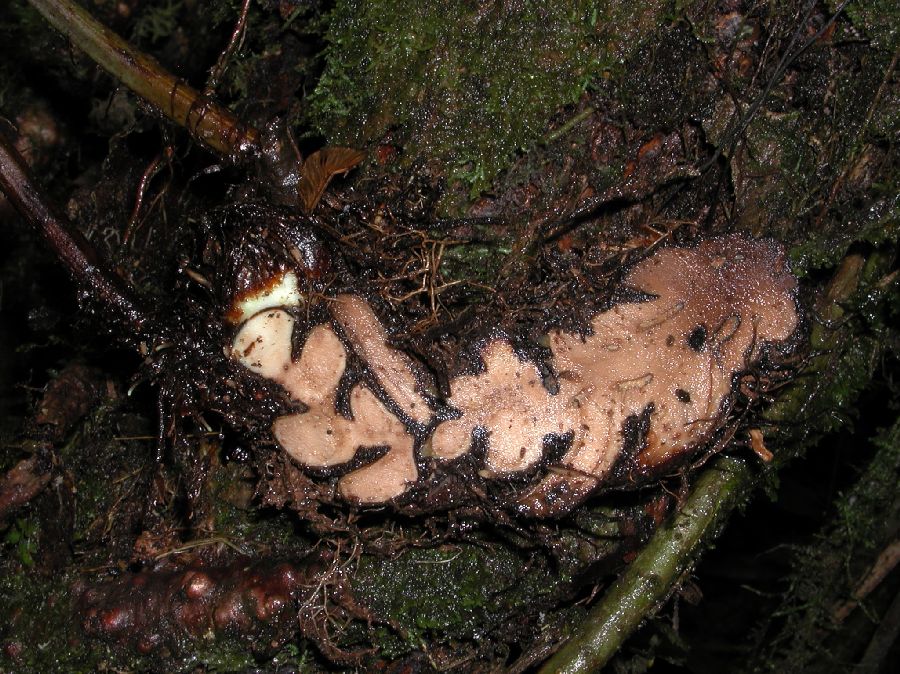 Tectariaceae Draconopteris draconoptera