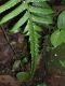 image of Amauropelta uncinata