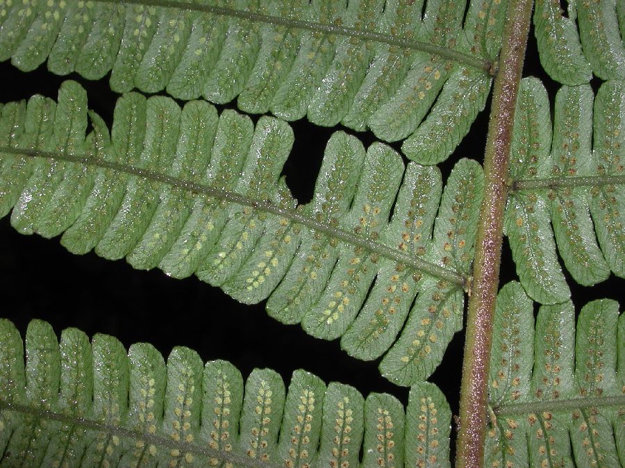 Thelypteridaceae Amauropelta uncinata