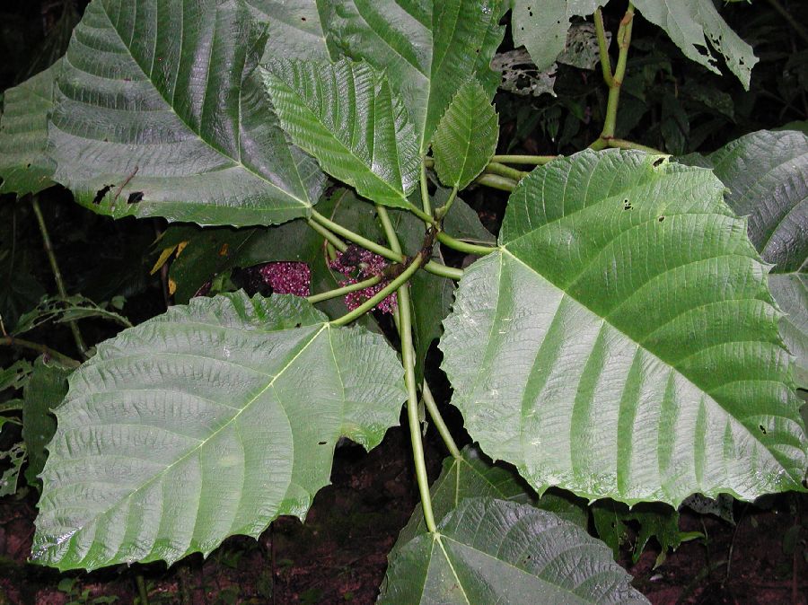 Urticaceae Urera 