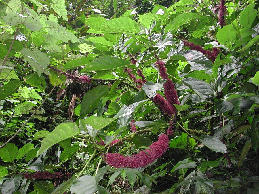 Urticaceae Urera 