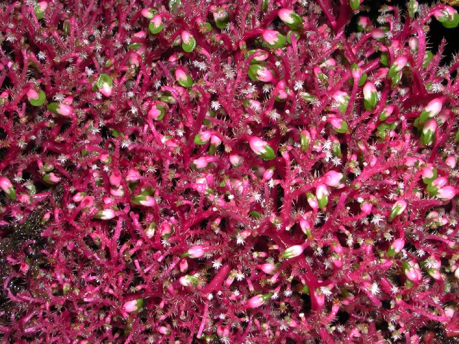 Urticaceae Urera 