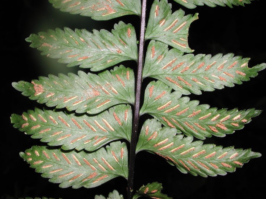 Aspleniaceae Asplenium pteropus