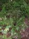 image of Austroblechnum divergens