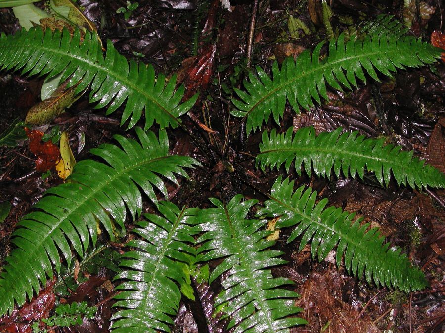 Blechnaceae Austroblechnum divergens