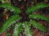 image of Austroblechnum divergens