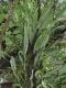 image of Campyloneurum ophiocaulon