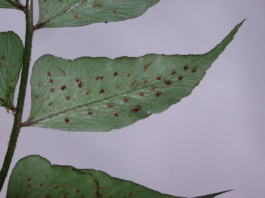 Dryopteridaceae Polystichum dubium
