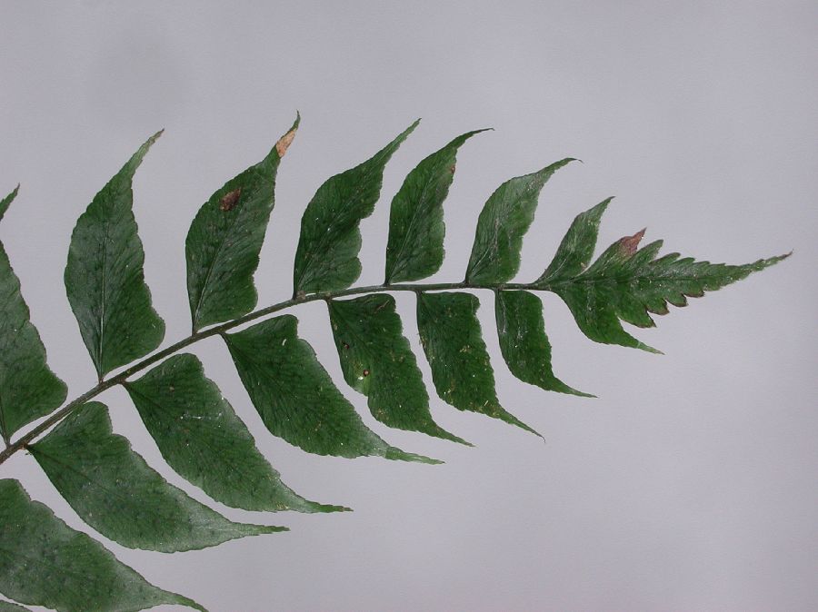 Dryopteridaceae Polystichum dubium