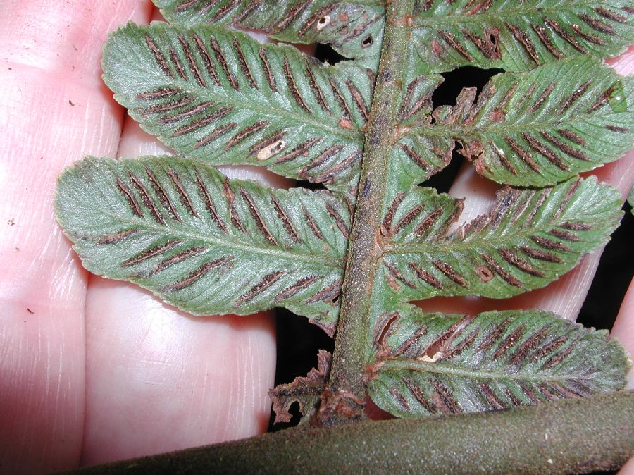 Athyriaceae Diplazium costale