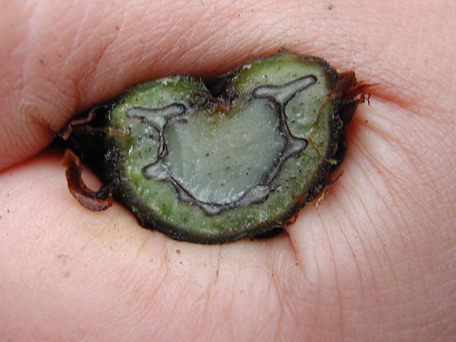 Athyriaceae Diplazium costale