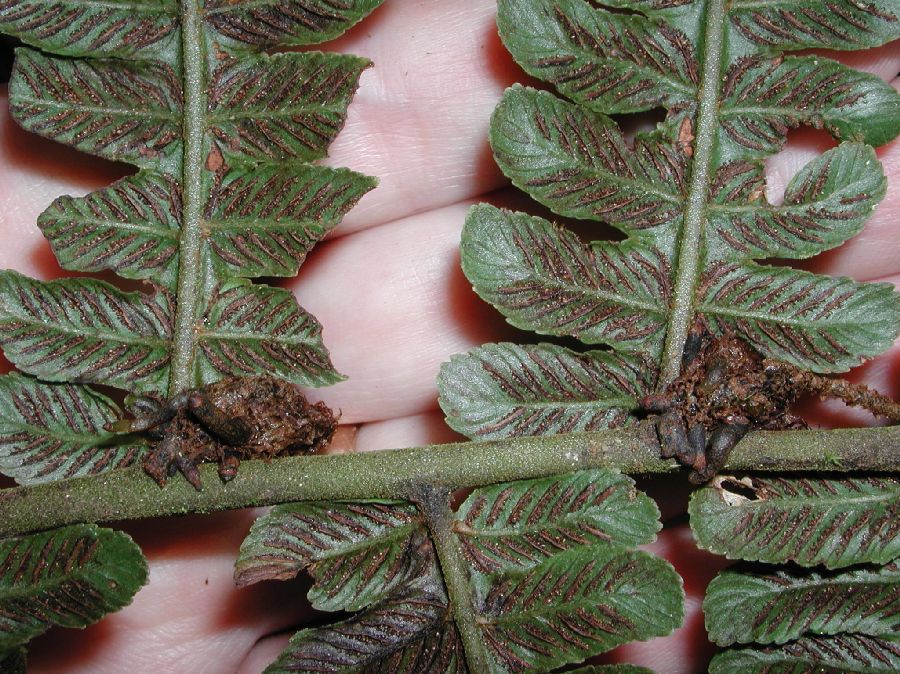 Athyriaceae Diplazium costale