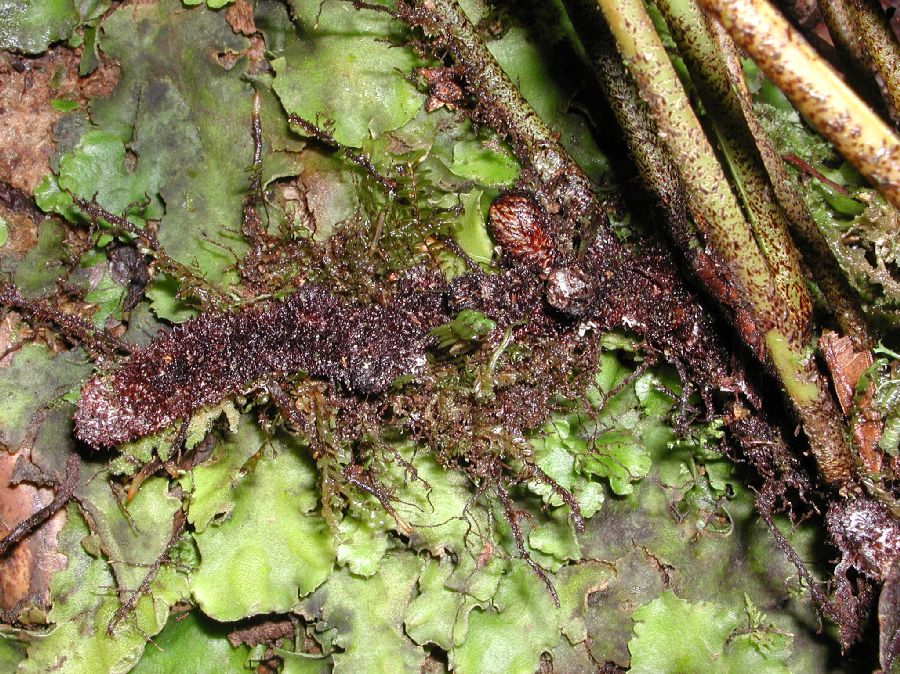 Dryopteridaceae Elaphoglossum argyrochosma