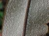 image of Elaphoglossum argyrochosma