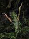 image of Elaphoglossum bakeri