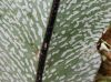 image of Elaphoglossum castaneum