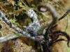 image of Elaphoglossum castaneum
