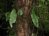 image of Elaphoglossum erinaceum