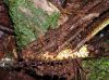 image of Elaphoglossum bakeri
