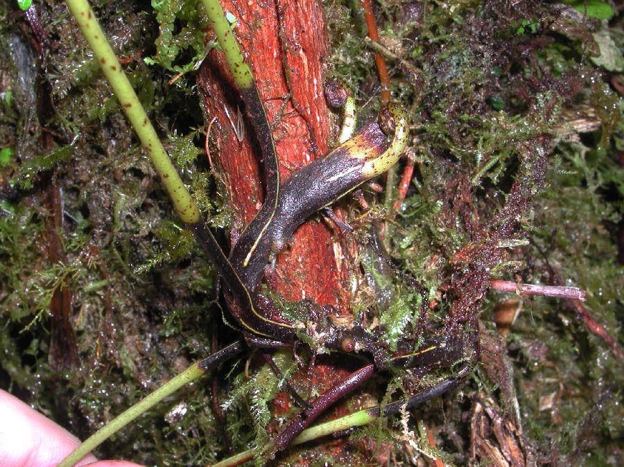 Dryopteridaceae Elaphoglossum ciliatum