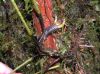 image of Elaphoglossum ciliatum