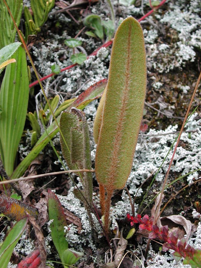 Dryopteridaceae Elaphoglossum engelii