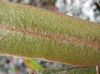 image of Elaphoglossum engelii