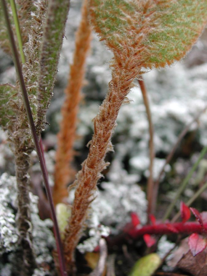 Dryopteridaceae Elaphoglossum engelii