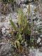 image of Elaphoglossum engelii