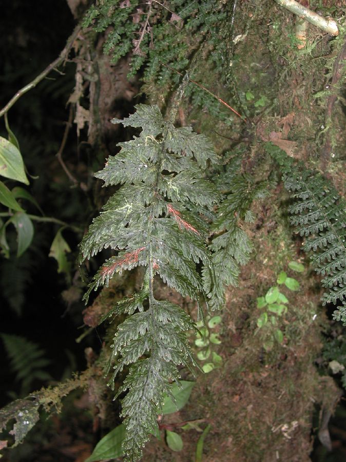 Hymenophyllaceae Hymenophyllum hirsutum