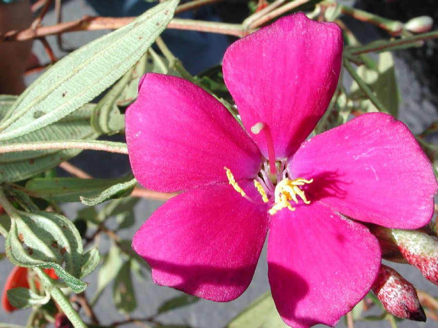 Melastomataceae Tibouchina 