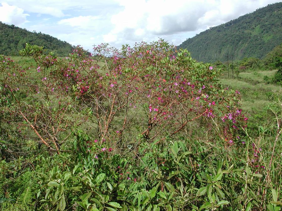 Melastomataceae Tibouchina 
