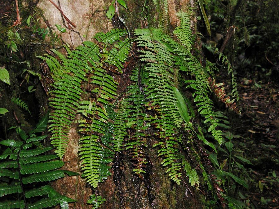 Polypodiaceae Pecluma plumula