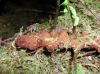 image of Pecluma plumula