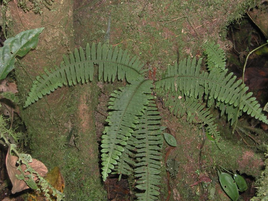 Polypodiaceae Pecluma plumula