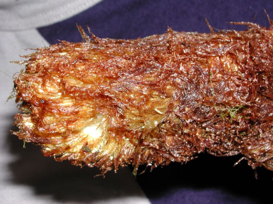 Dryopteridaceae Polybotrya aequatoriana