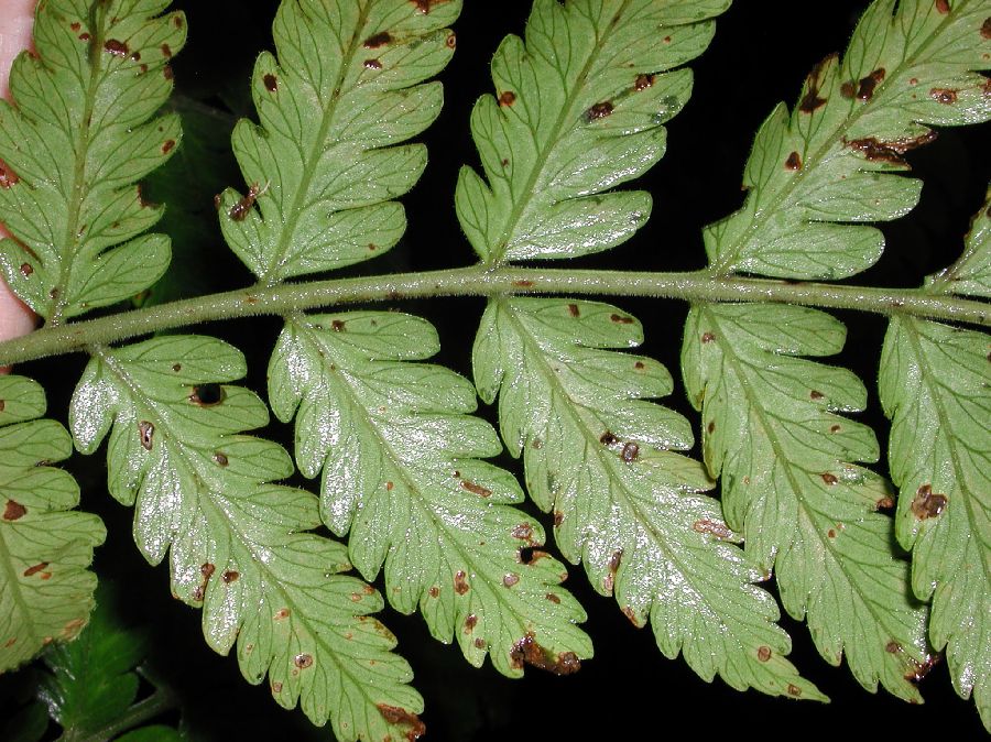 Dryopteridaceae Polybotrya aequatoriana