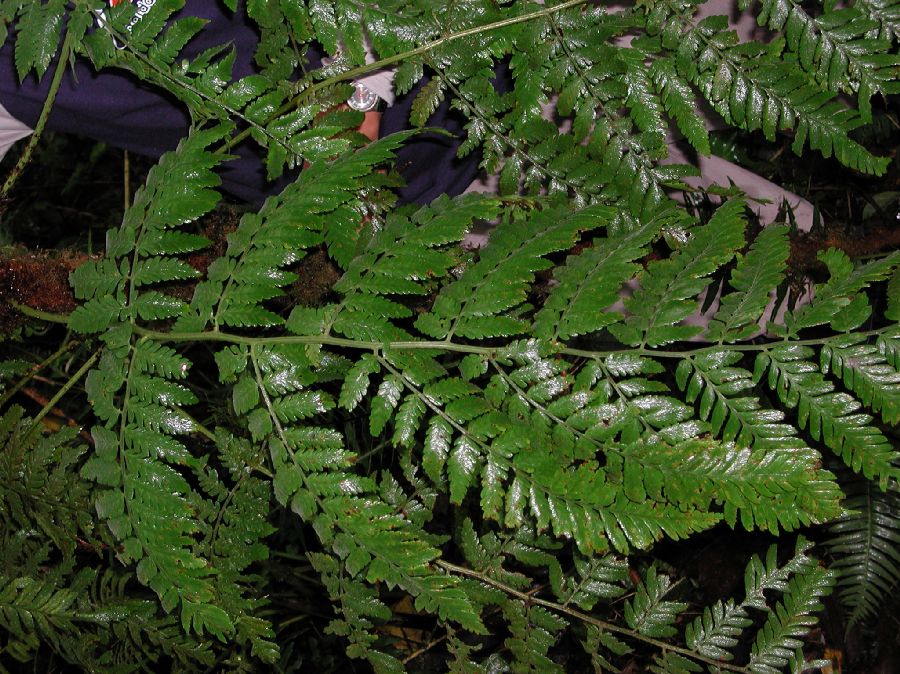 Dryopteridaceae Polybotrya aequatoriana