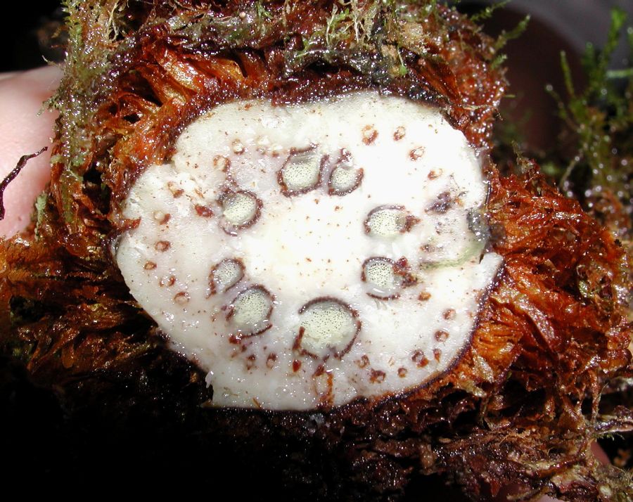 Dryopteridaceae Polybotrya aequatoriana