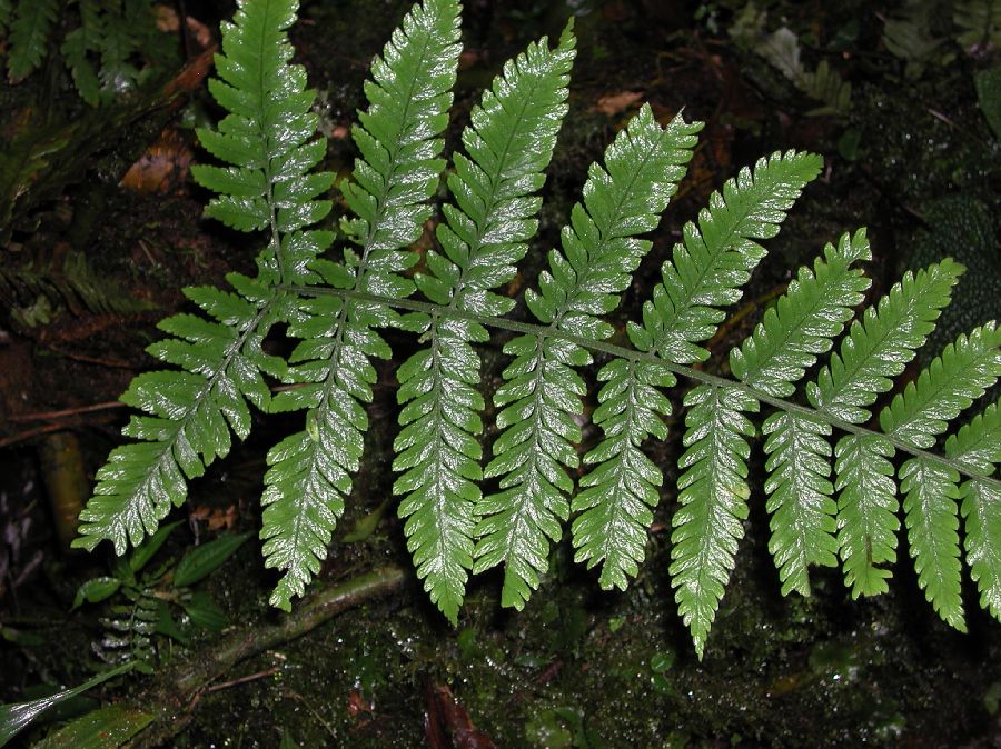Dryopteridaceae Polybotrya ae